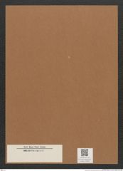 Diatomeae indet. Zeichnungen Sammlung Grunow Mappe 03384 (Herbarium_W_Grunow_drawings_Folder_03384)